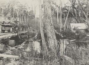 Building the Marrawah Tramway: bridging the Welcome River, 1913. From the Weekly Courier, 13 March 1913, p.20.