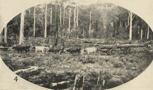 Harvesting blackwood by bullock team near Smithton. From the Tasmanian Mail, 12 September 1918.