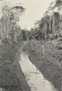 Another shot of Welcome Swamp drainage, a familiar scene on the dolomite swamps of Circular Head in the first half of the 20th century. From the Weekly Courier, 6 September 1923, p.21.