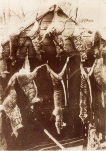 The Warde photo of the two thylacine carcasses, from Eric Guiler and Philippe Godard, Tasmanian tiger: a lesson to be learnt, p.129.
