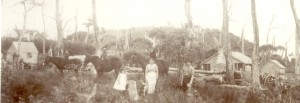 The Wainwrights at Mount Cameron West (now returned to the Aboriginal people, as Preminghana) during the late 1890s. Sunday best is adopted for the photographer. The girl standing at front beside her parents Matilda and George is probably May, the boys on horseback are probably George, Dick and Harry. Photo courtesy of Kath Medwin.